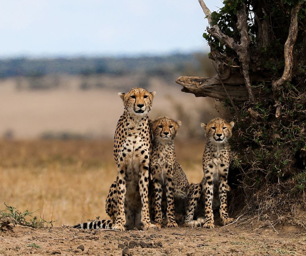 Cheetah with Cubs