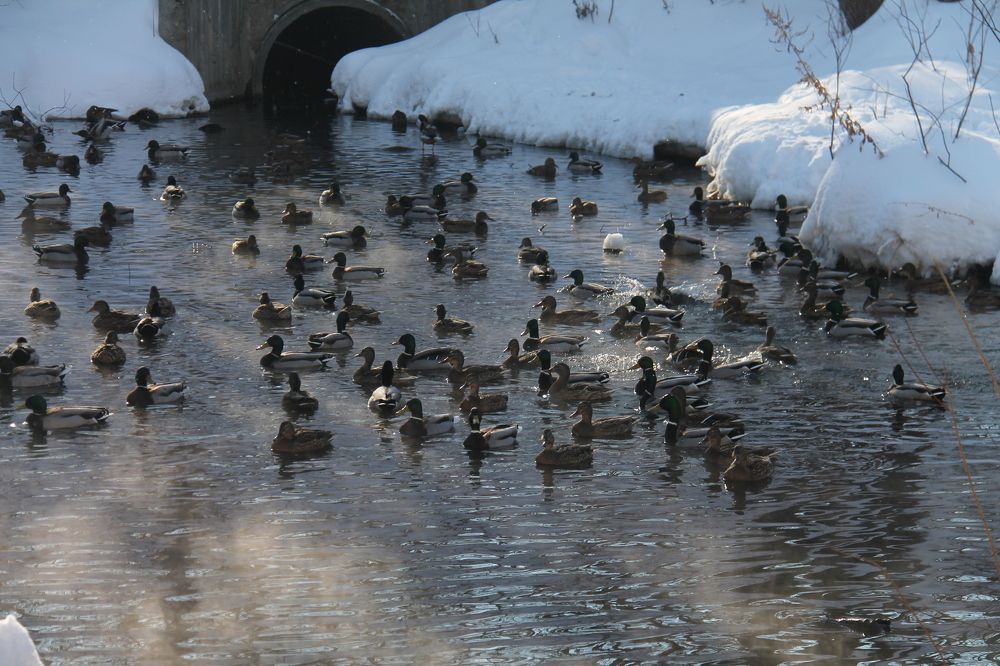 Неперелетные утки