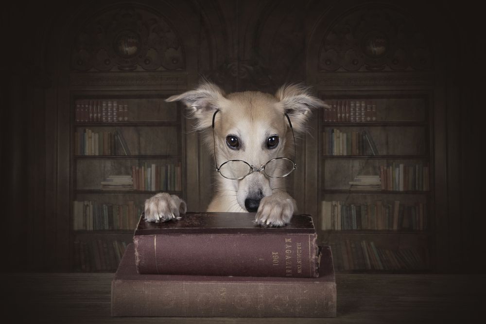 Meet Professor Remus