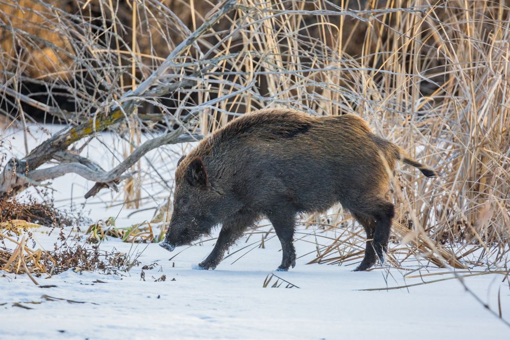 Зимний променад на закате