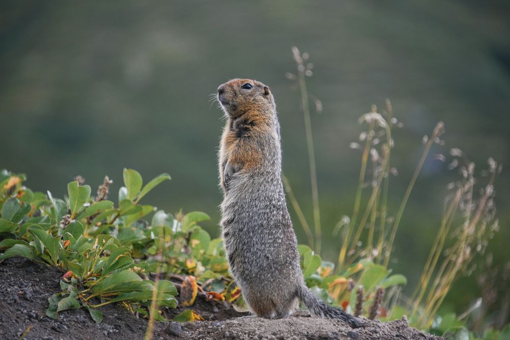 Житель Камчатки