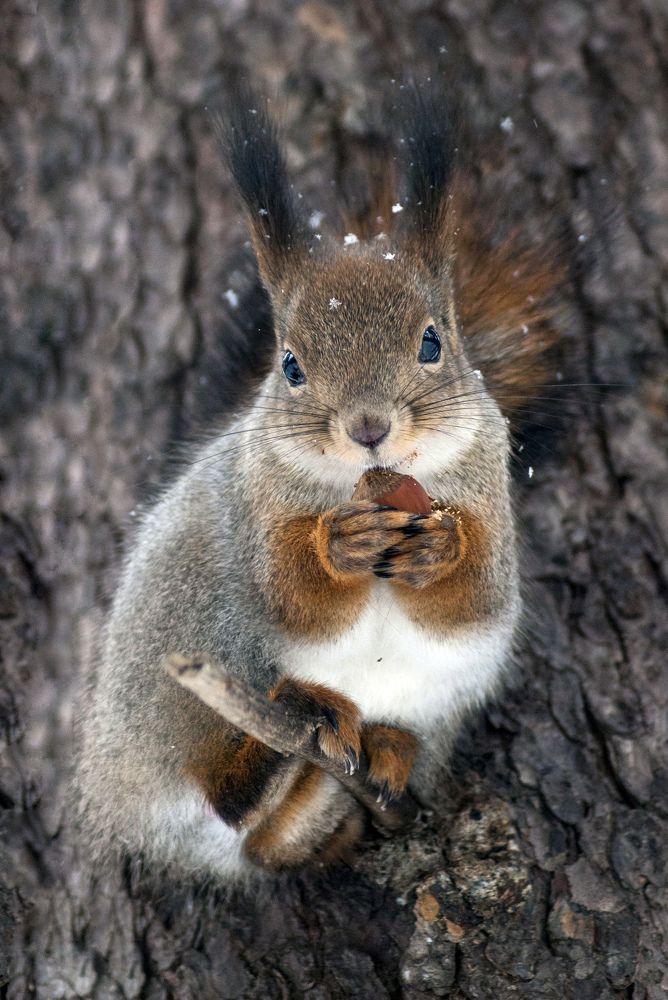 Photograph by Виктор Печищев