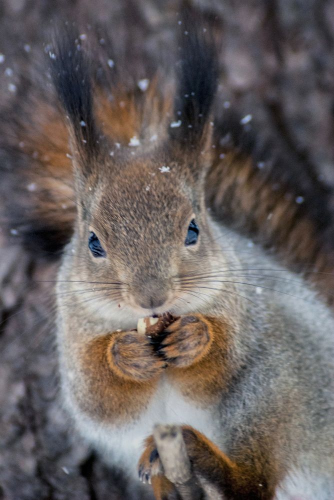 Photograph by Виктор Печищев