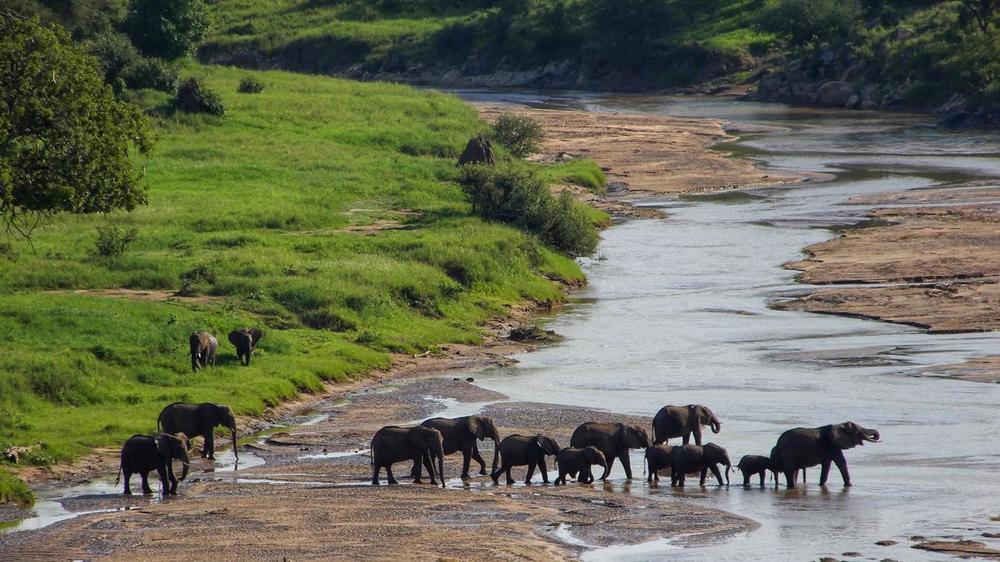 The Maasai Mara Elephants at the Mara River
