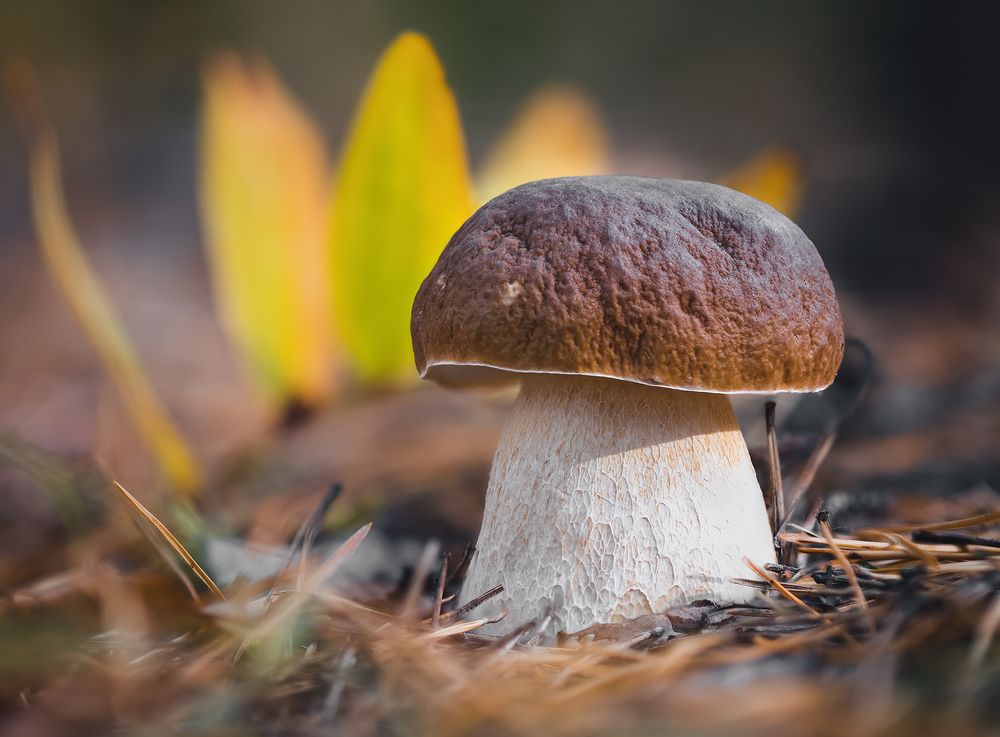 Боровичок...