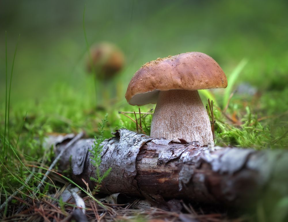 Хорошая охота...