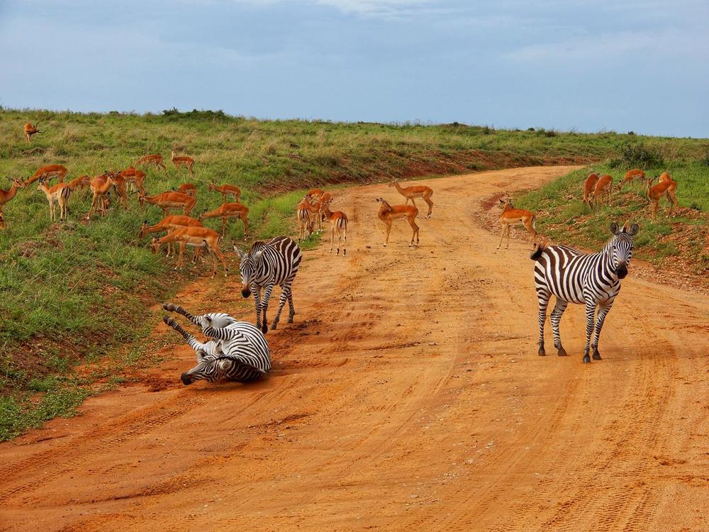 Zebras and Gazelles at the Mara