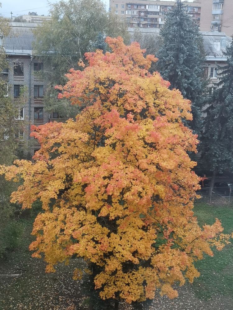 Краски осени