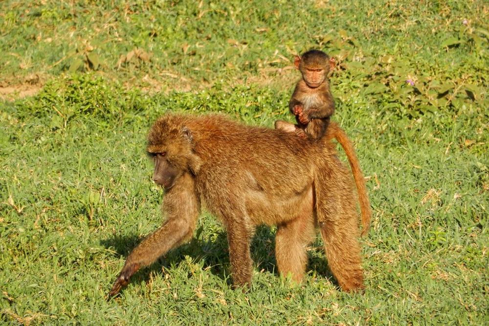 Baboon and baby