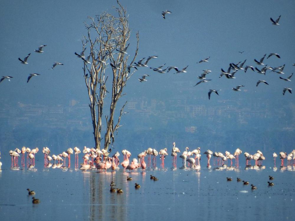 Flamingos at lake Nakuru