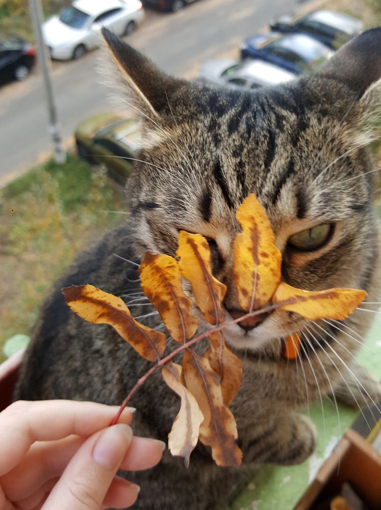 Подозрительный исследователь