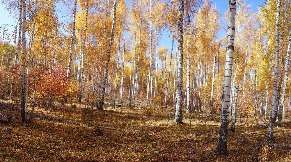 Золотая осень.