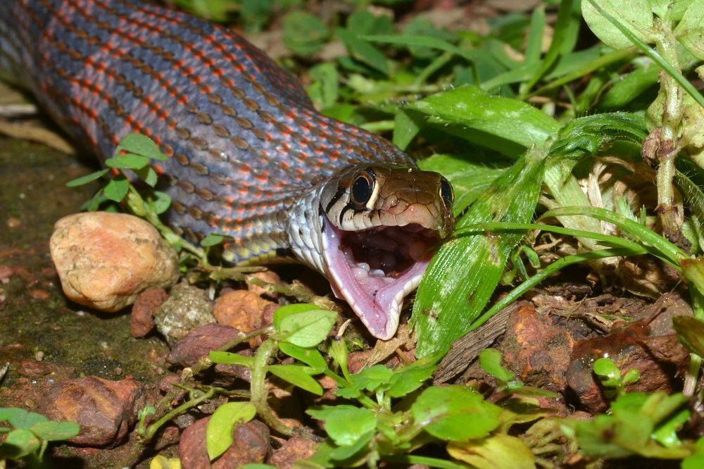 Full meals...of a SNAKE