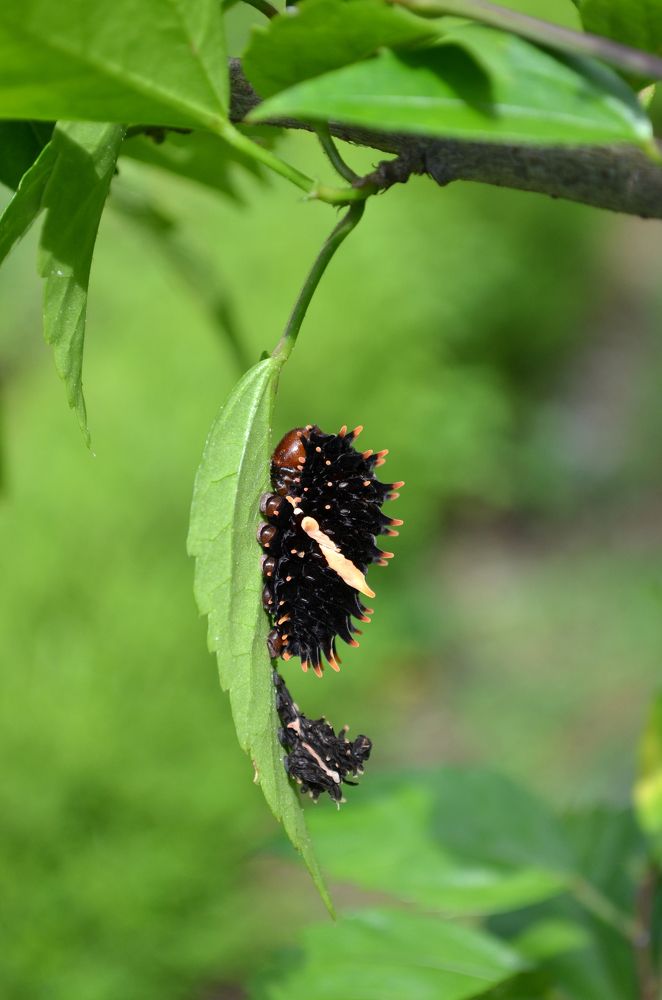 I grow bigger with each molt.