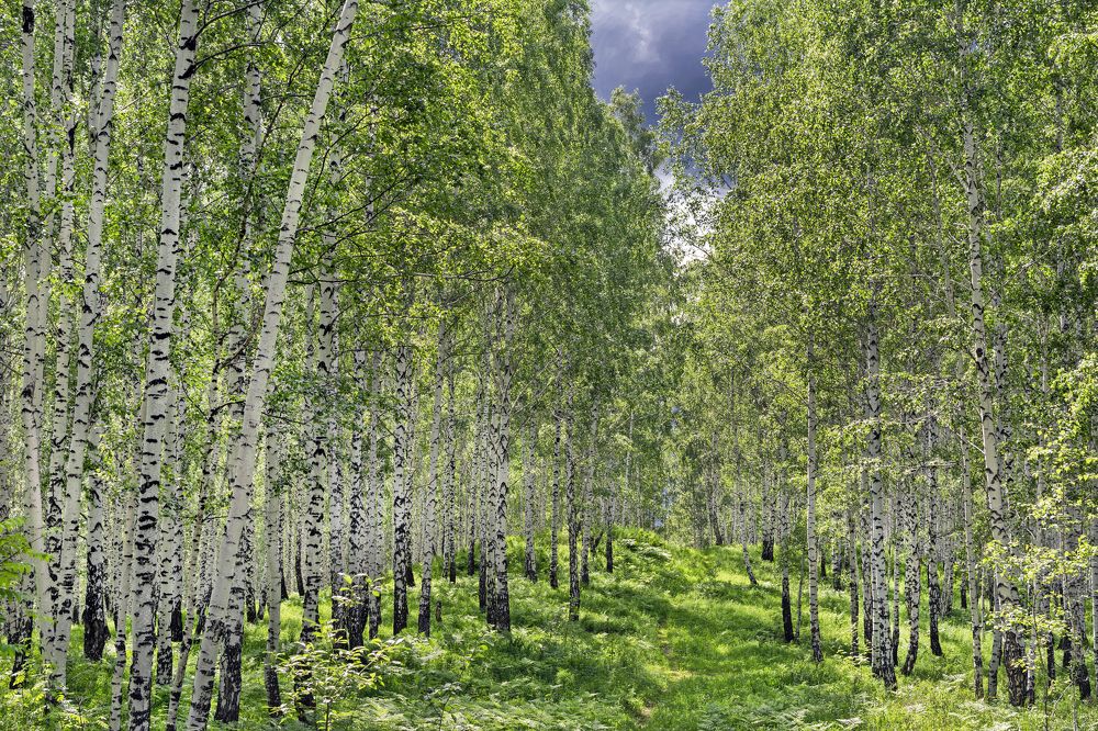 Лето в березовой роще