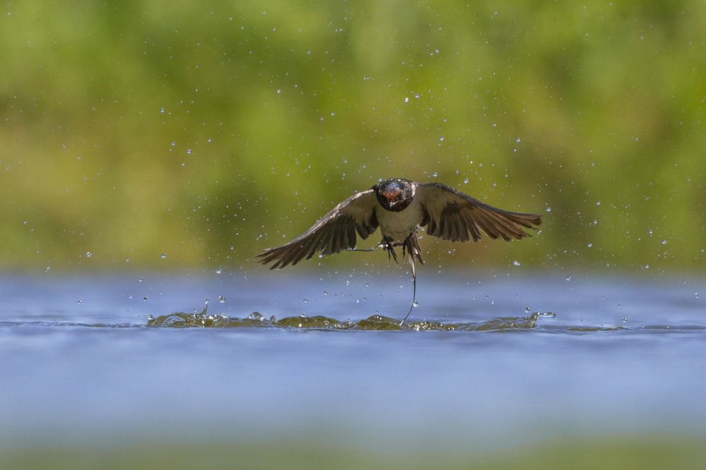 Bathing swallow
