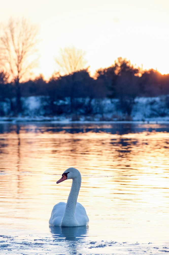 Swan