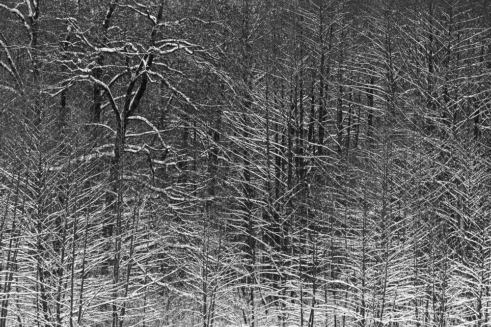 Ольшаник в снегу