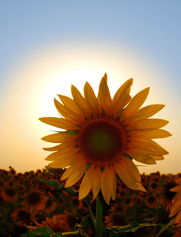 Sunflower before sun set