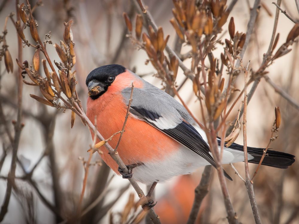 Красный шарик