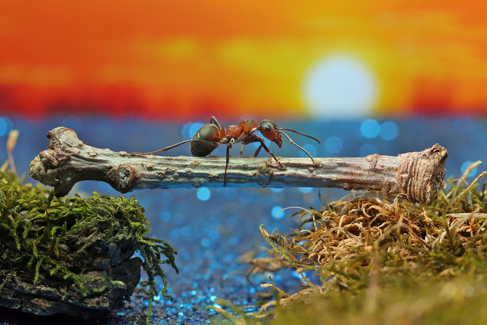 Муравей возвращается домой.
