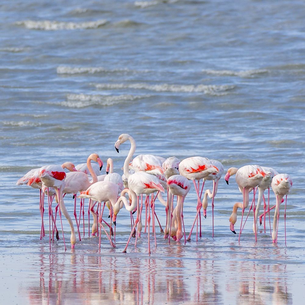 Flamingo Reflection