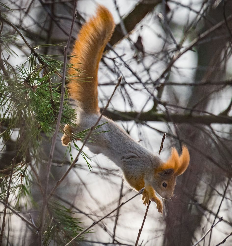 Жар-белка в полете