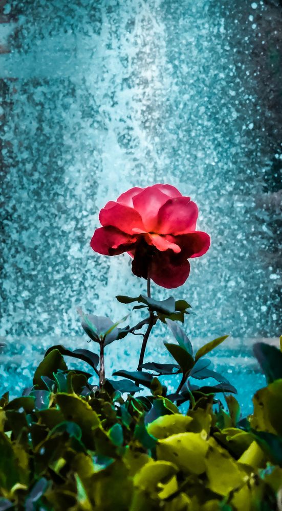 red rose and water