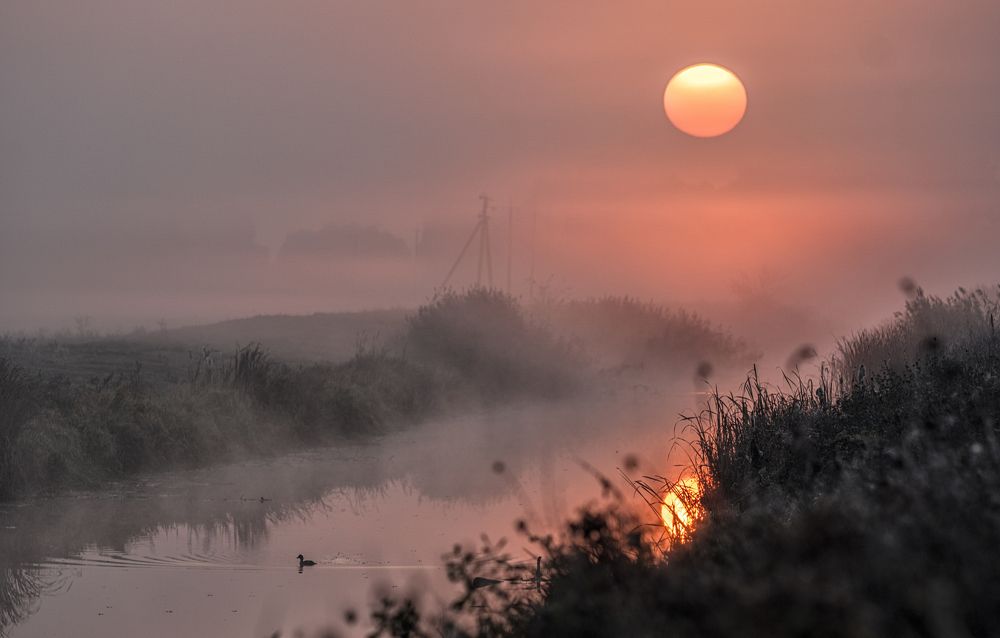 Одинокая утка...