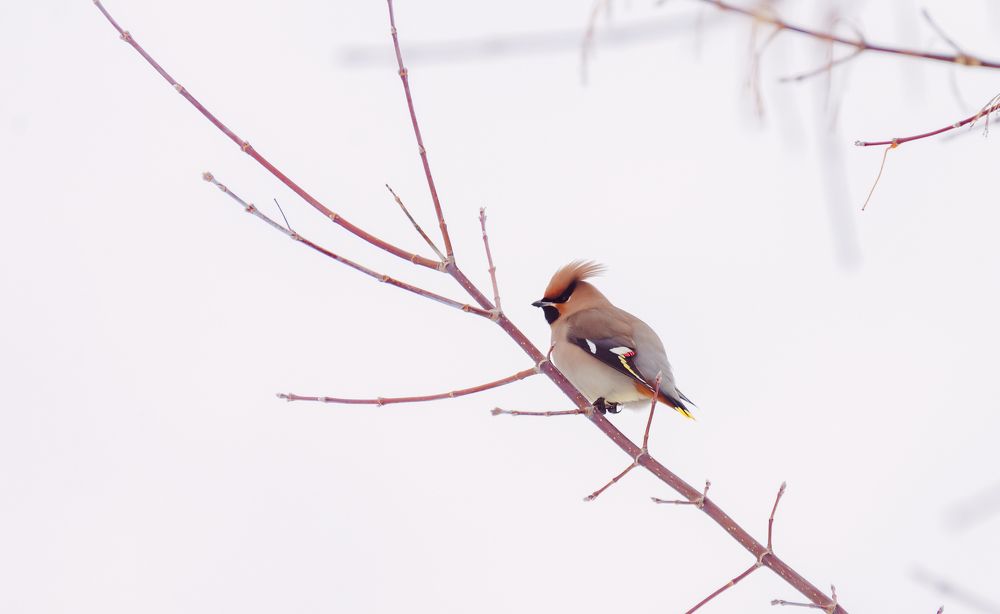 Сверестель