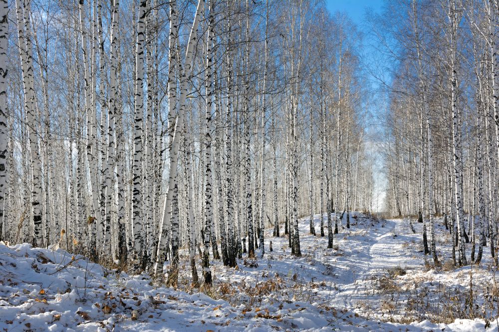 Голубоглазая уральская зима