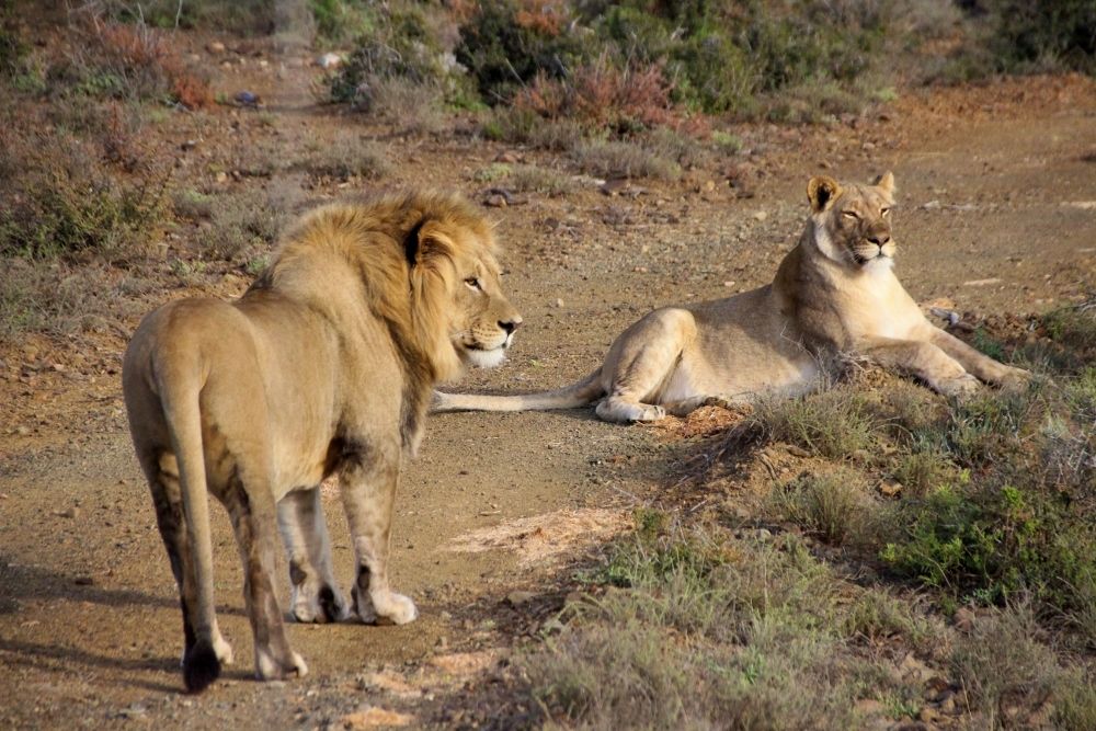 The king and the queen