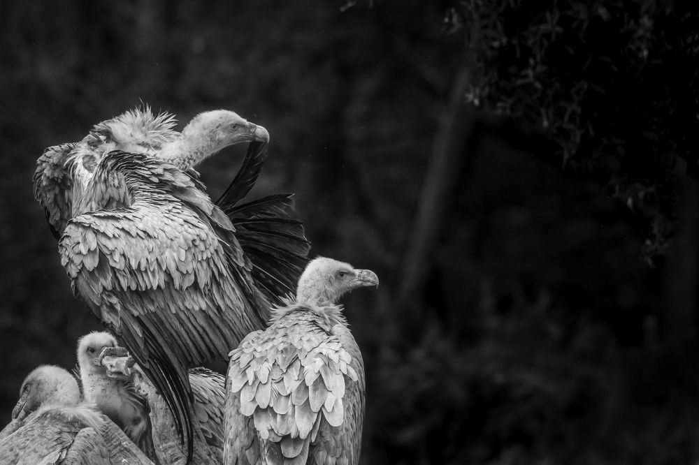 Griffon Vulture