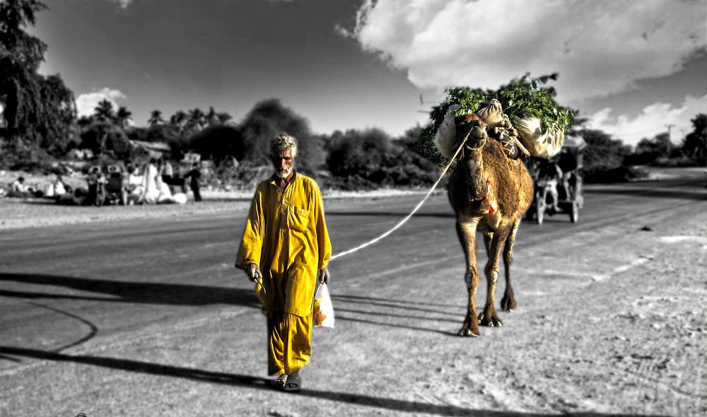 Whole Day\'s Harvest