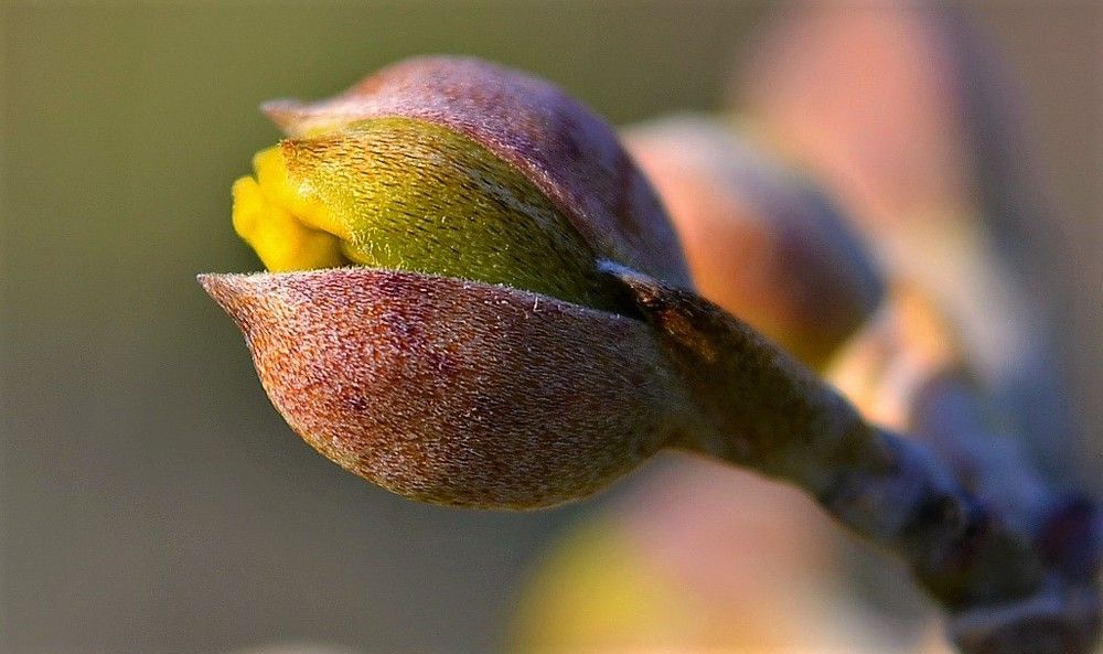 Пробуждение(цветка кизила)