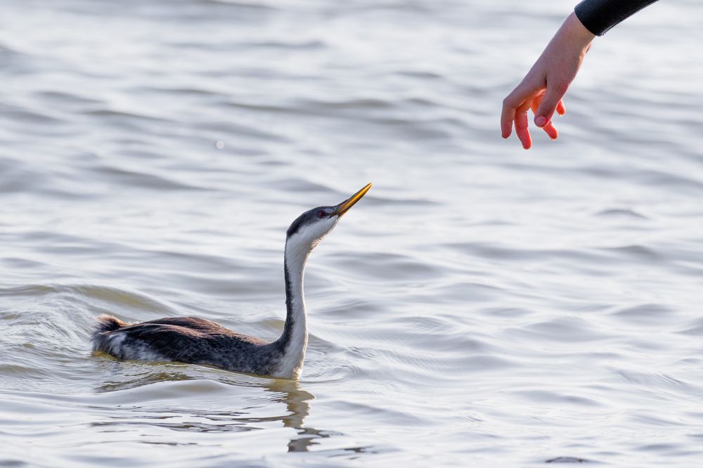 getting to know each other