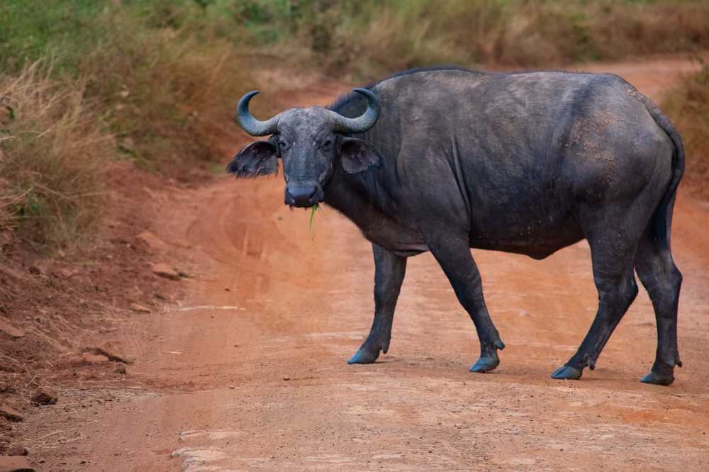 Buffalo at Nairobi national park