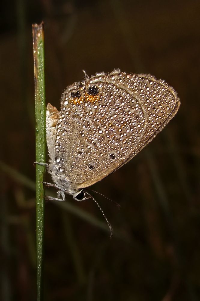 Butterfly with Thousands of Dew drops