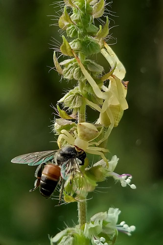 Two Predator and one pray