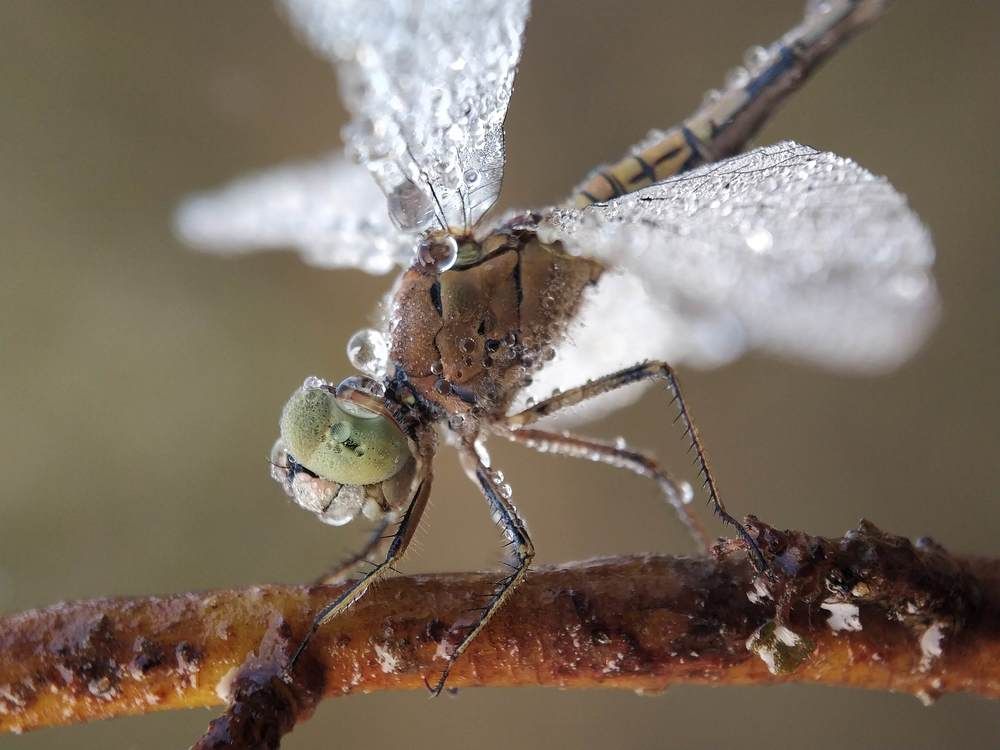 Beauty of Dragonfly at a winter Morning