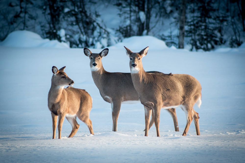 White-tailed Deer Family