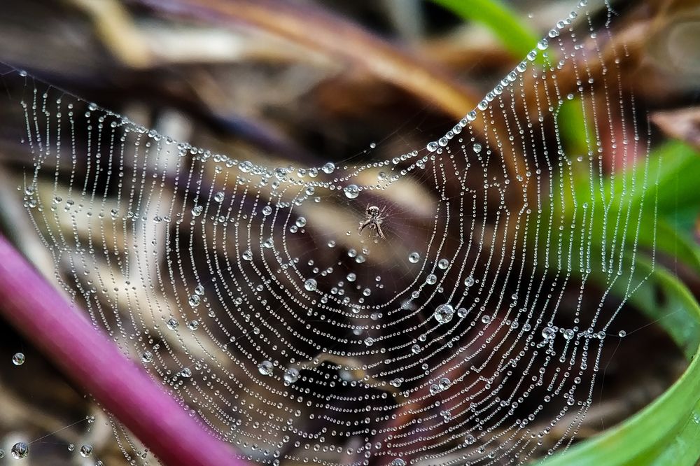 Spider web