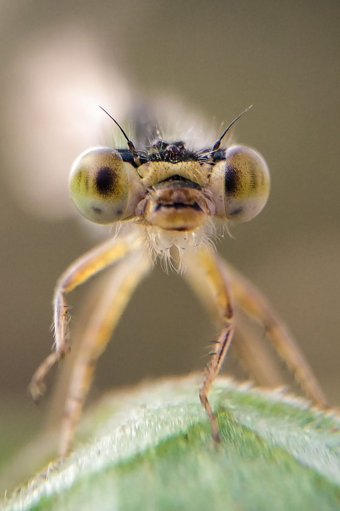 Eyes of Damselfly