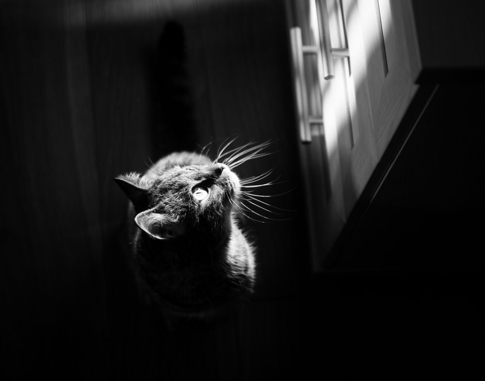 Игра с тенью