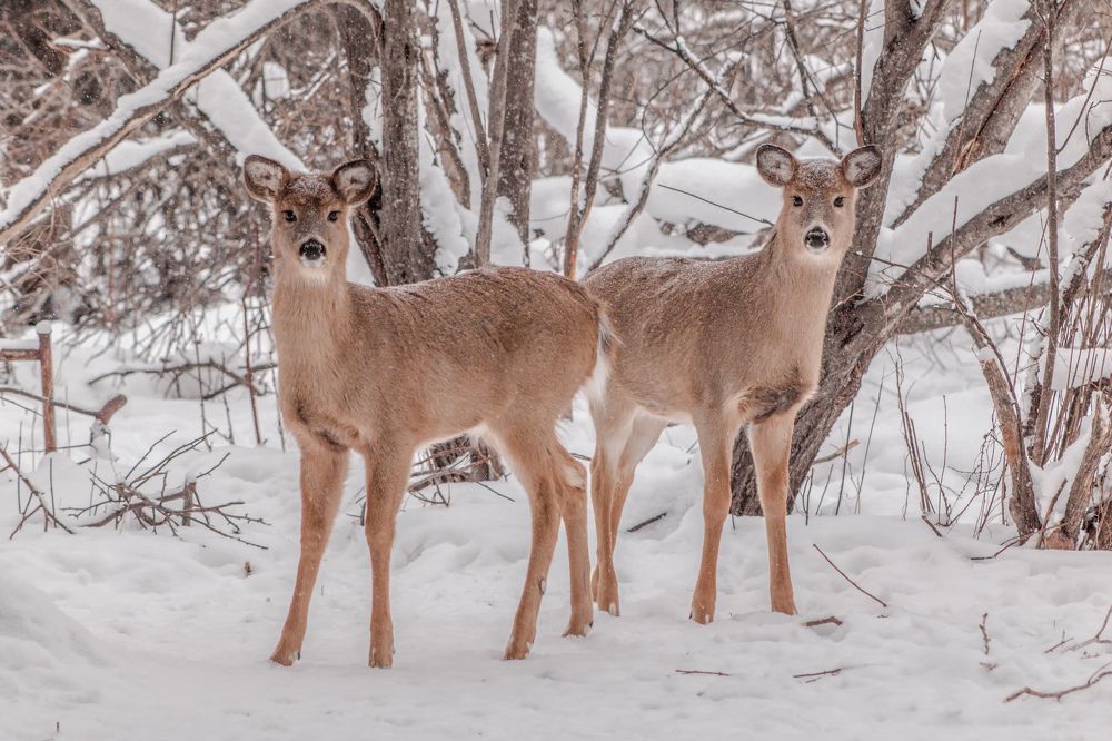 White-tailed Deer Twin Fawns