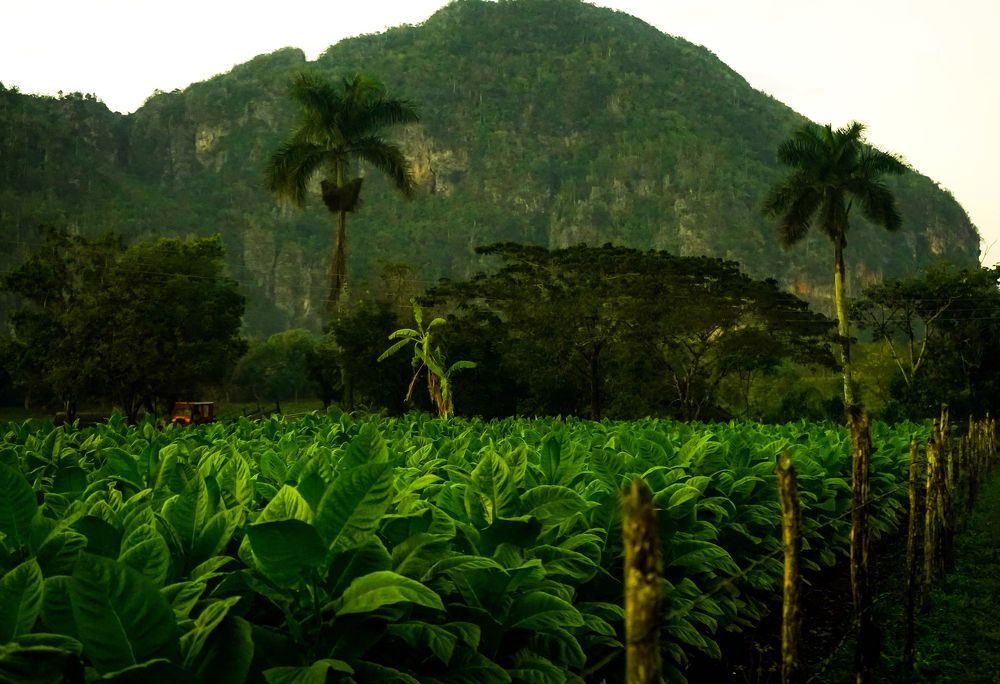 PLANTIO TABACALERO CUBA VIÑALES