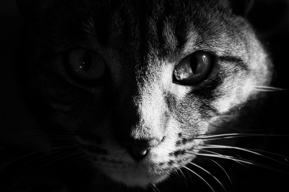 Photograph by João Marcos Silva do Nascimento