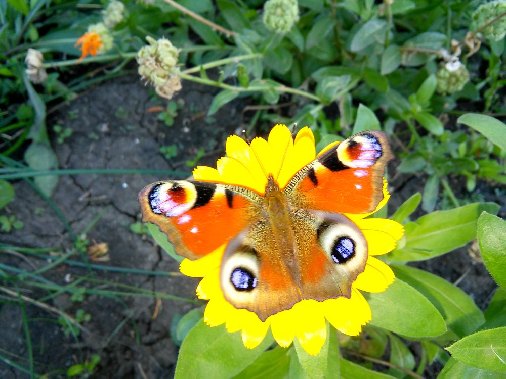 Бабочка шоколадница