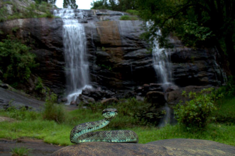 Viper falls
