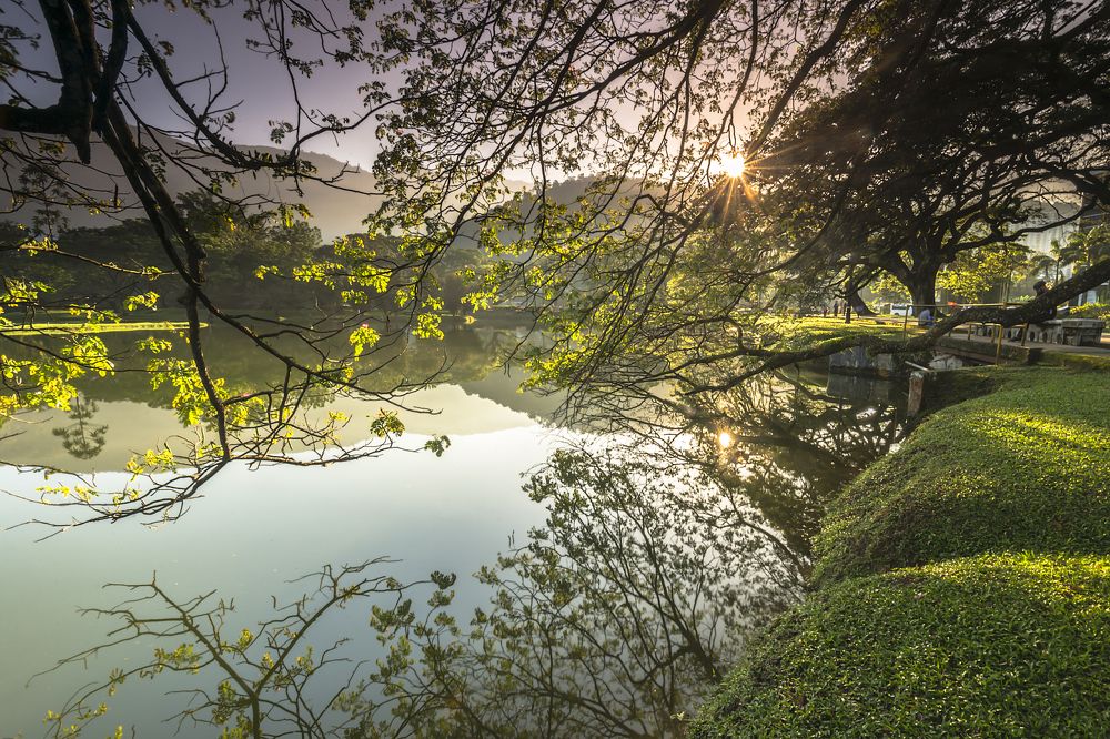Light through the Tree